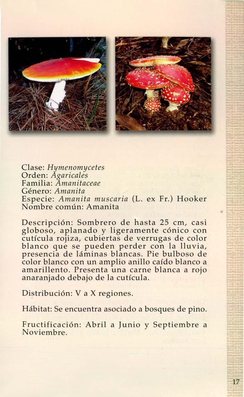Clase: Hymellomycetes Orden: Agaricales Familia: Amallitaceae Género: Amanita Especie: Amanita muscaria (L. ex Fr.