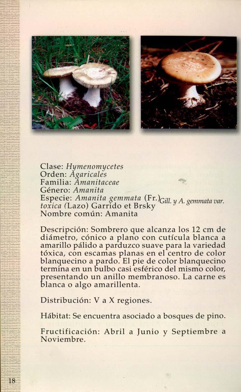 - - Clase: Hymenomycetes Orden: Agarica/es Familia: Amfllli!aceae Género: Amanita Especie: A/flan;fa semma la (Fr ~il/.y A. gemlllata var.