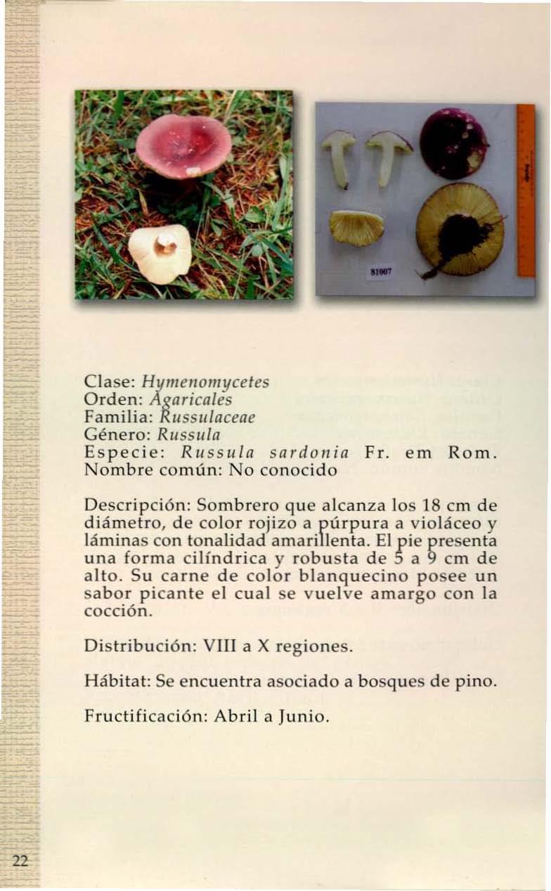 Clase: Hymenomycetes Orden: Agaricales Familia: Russulaceae Género: Russula Especie: Rllssula sardonia Fr. em Rom.