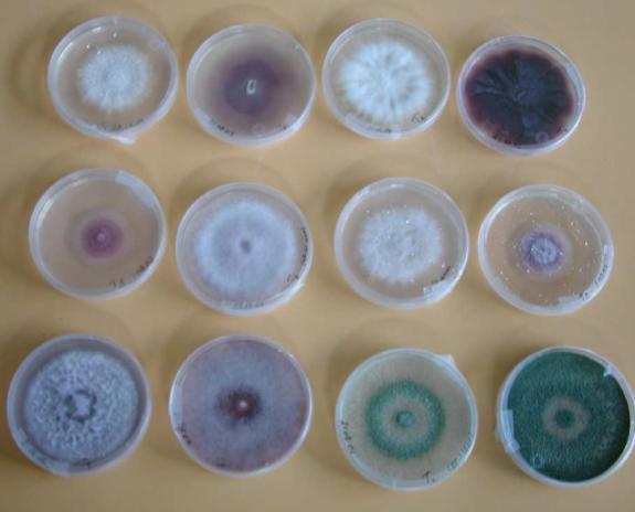 Estudio de cepas nativas de hongos endofiticos para el control de fitonematodos Bioensayo