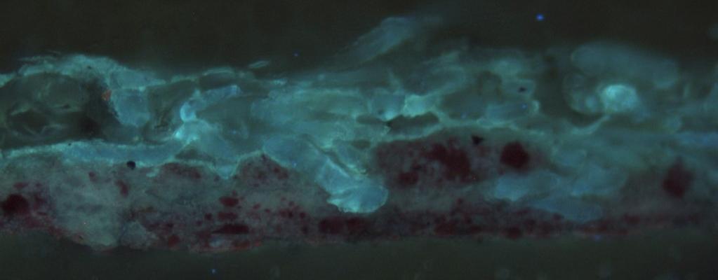 Fotografía al microscopio óptico con luz ultravioleta en de la muestra ARG-ZEUS6 Capa de color rosáceo, laca roja con alúmina