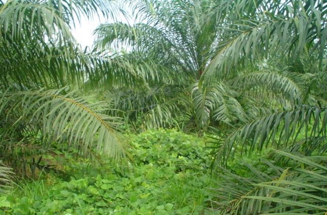 Condiciones físicas y adecuada cobertura vegetal Cultivo de palma con cobertura de leguminosas y especies de hoja ancha