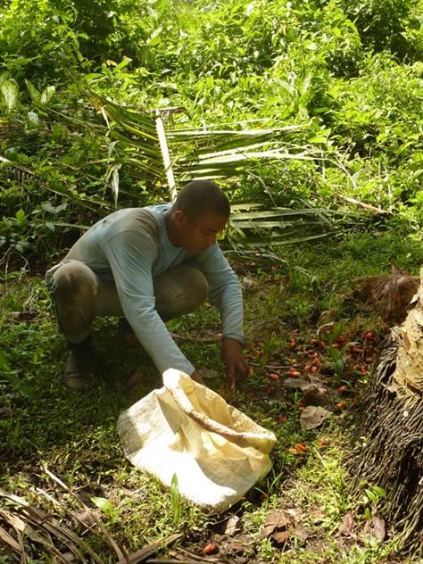 Colombia Colombia: 400,000ha sembradas. 3.3% BIP agricultura. Rendimientos más altos de América Látina.