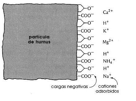 Reacciones ácido-base y de intercambio iónico en los suelos Una de la funciones químicas mas