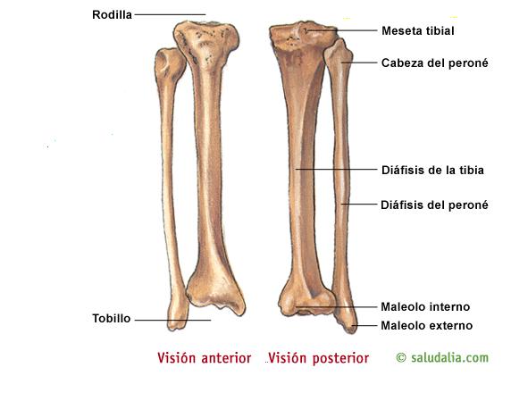 con los CONDILOS se articula con la TIBIA. PIERNA: TIBIA: Hueso largo, par, situado en la parte anterior e interna de la pierna.