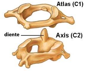 APÓFISIS ARTICULARES superiores e inferiores: Sirven para articularse las vértebras entre sí. Hay 4 en total, 2 superiores y 2 inferiores. Cada vértebra tiene 7 prolongaciones.