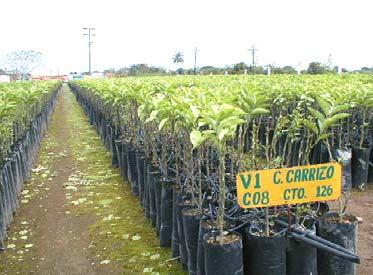 VTC Huerta Productora de Semillas Plantas
