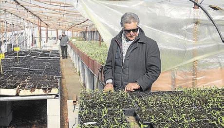 4 Especial I Córdoba Agraria uno de los mayores productores de córdoba Viveros San Francisco realiza esquejes de olivar y hortalizas Sus plantaciones llegan a