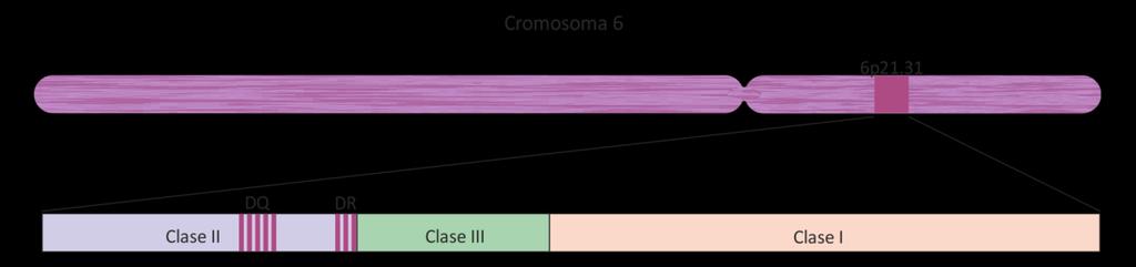 Introducción Figura 3. Localización de los genes HLA en el cromosoma 6. El complejo se divide en tres regiones: I, II, y III.