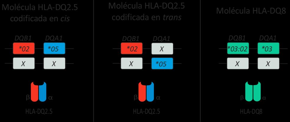 Introducción Figura 4. Representación de los genes y las moléculas HLA-DQ asociadas con la EC.