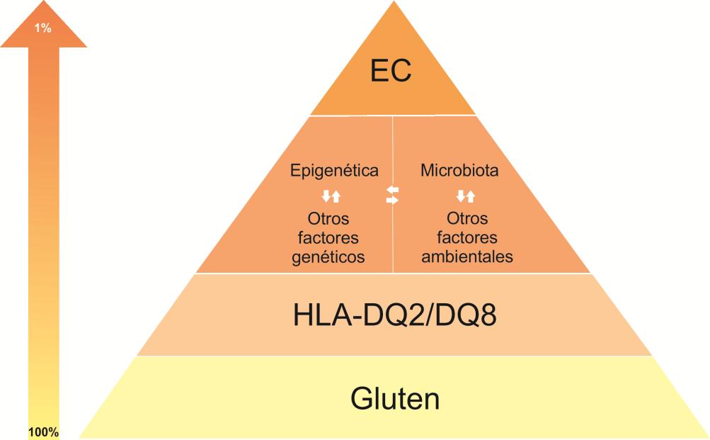 Introducción Hay suficientes evidencias que demuestran que la lesión intestinal observada en la EC es el resultado de la interacción de varios componentes: gluten, TG2, moléculas HLA-DQ2/DQ8, el
