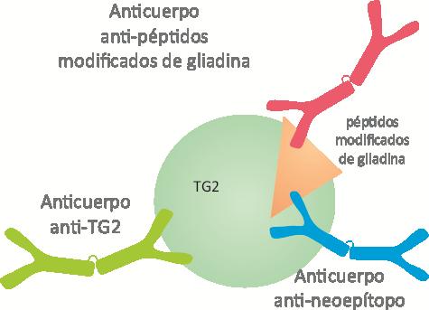 Introducción Figura 11. Imagen del complejo de péptidos modificados de gliadina-tg2. Adaptada de Matthias et al 77. 7.1.4.