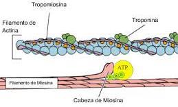 Proteínas del músculo Las proteínas aisladas desde