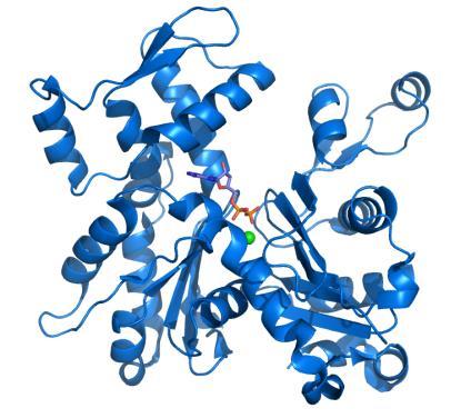 Actina Representa el 25% de la proteína muscular. Los monómeros de 45 kda (Actina G) son globulares y se polimerizan para formar la Actina F en dos hileras de fibras enrolladas en hélice.