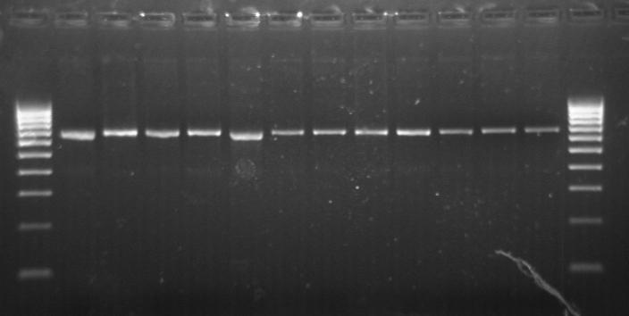 PCR 16S RNA