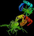 TIPOS DE ÁCIDOS RIBONUCLEICOS ARN hn:- Heteronuclear