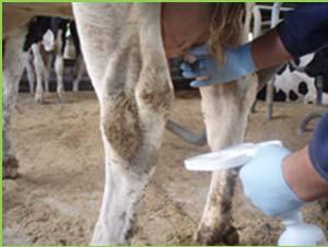 Mejora de la eficiencia reproductiva en ganaderías de vacuno de leche. Podología bovina.