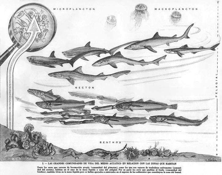 ProBiota, Serie Documentos 14 Dibujantes Láminas publicadas en NANI, A. & F. S. GNERI. 1960. El dominio acuático, Cap.