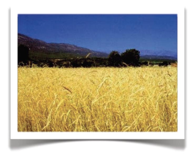Departamento de Geografía e Historia 3. Agricultura extensiva: cultivo de la tierra basado en grandes superficies y con bajos rendimientos.