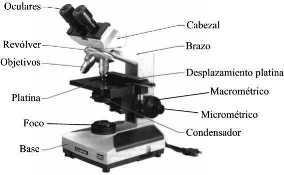 Las observaciones científicas Normalmente se usa el microscopio compuesto