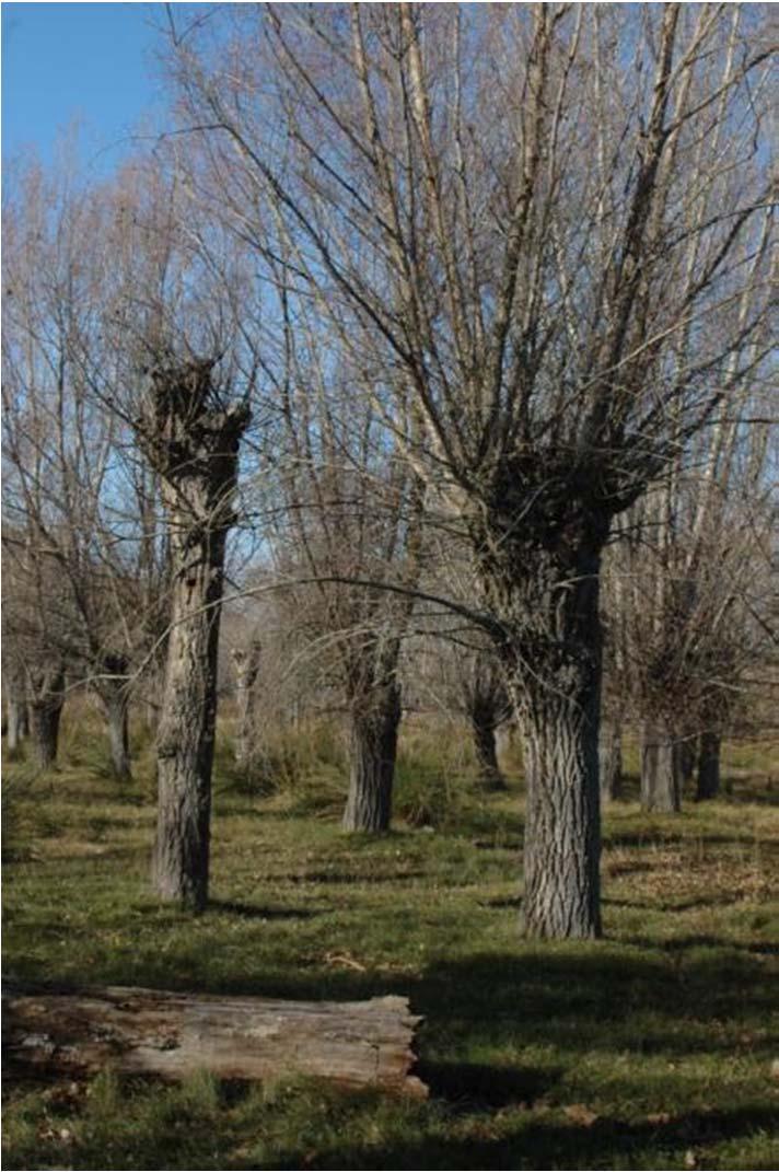 1. Introducción Árboles cotidianos en los paisajes del sur de Aragón Aprovechamiento agroforestal tradicional en vías de desaparición Árboles