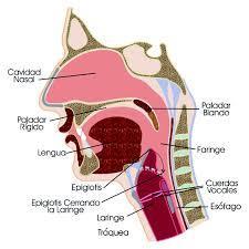 Generación de la Voz Cavidad Nasal Las cuerdas vocales producen las vibraciones del aire que expiramos cuando hablamos.
