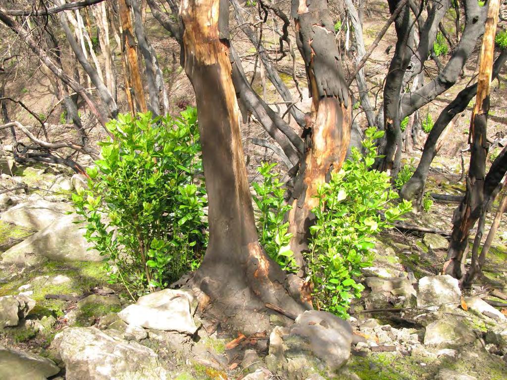 Erica arborea Myrica faya Ilex canariensis Laurus novocanariensis 3.