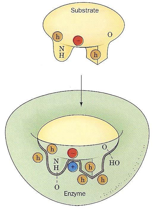 Diseño molecular de la vida En Bioquímica, un concepto muy