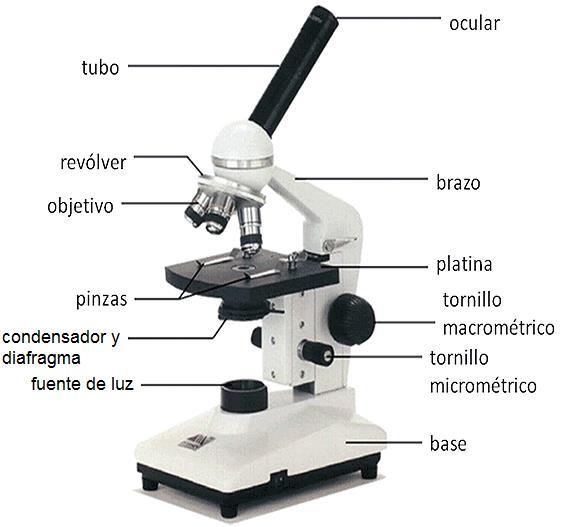 Figura 2. Microscopio óptico.
