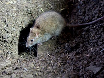 Rodilon Bloque Ratas Rata de las alcantarillas: Rata negra: Rattus Rattus Ratones Ratón doméstico: Mus musculus Grado de infestación Ligera a moderada