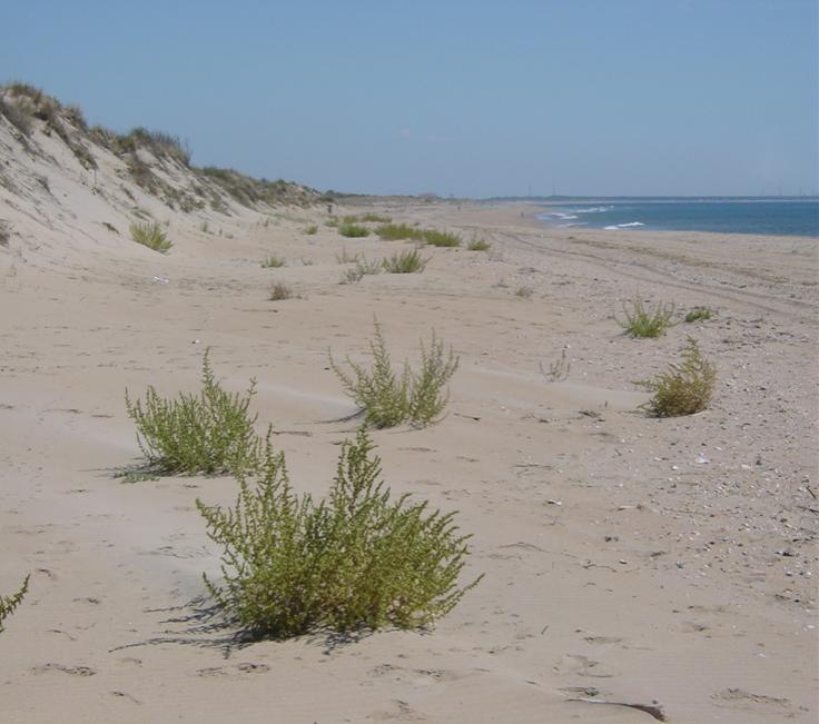 Playas y dunas son sistemas
