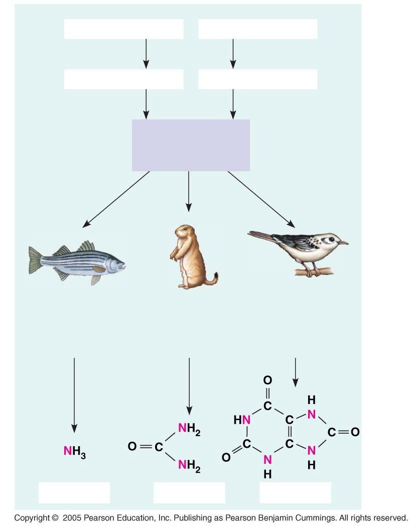 LE 44-8 Proteínas Ácidos Nucleicos Aminoacidos Bases nitrogenadas NH 2 La mayoría de los animales acuáticos