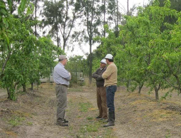También se observaron numerosas tareas de preparación de tierras, fundamentalmente para plantar boniato de la variedad Cuarí (esta variedad permitiría ingresar antes al mercado que las variedades