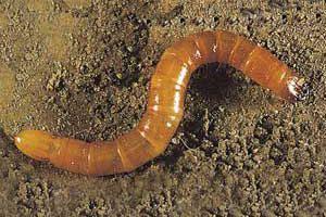 PLAGAS GUSANO DE ALAMBRE (Agrotis LIneatus ) Las larvas son de color dorado y anillos muy marcados.