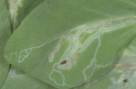 PLAGAS MINADORA (Liriomyza Huidobrensis) Ataca al cultivo haciendo galerías en las hojas y