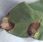 ENFERMEDADES CERCOSPORA (Cercospora betícola) Provoca la aparición en las hojas de manchas redondeadas, rodeadas de un halo rojizo.