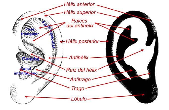 orejas iguales son muy remotas por el elevado número de elementos individualizadores que integran las mismas, toda vez que esos elementos se pueden reflejar fielmente en el otograma, queda también