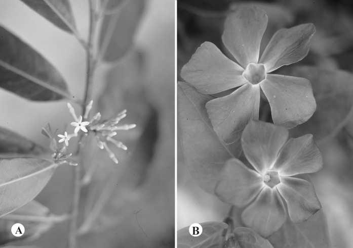 J. F. MORALES. Apocynaceae s. str. (Apocynoideae, Rauvolfioideae) de Costa Rica Fig. 28.- Vallesia y Vinca. A: Vallesia aurantiaca. B: Vinca major. pecíolo de 0,4-1 cm de largo.