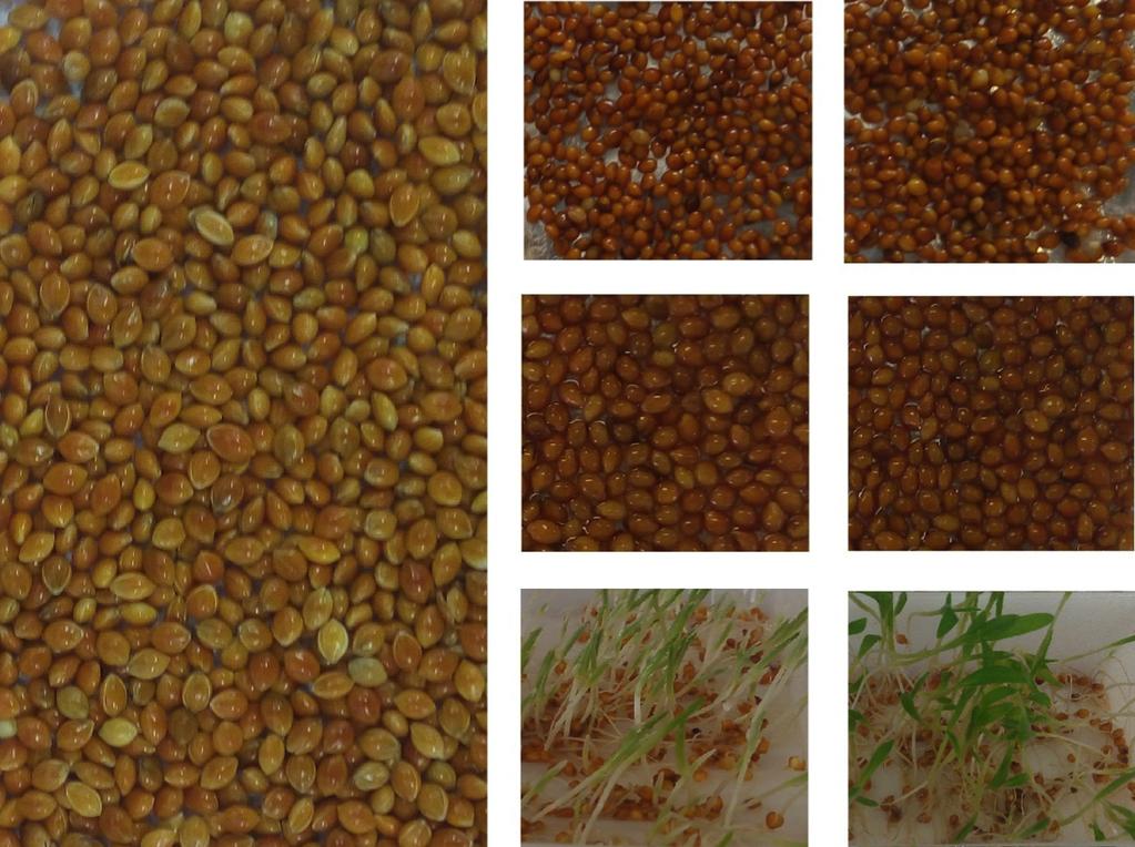 Investigación y Desarrollo en Ciencia y Tecnología de Alimentos Finalmente, en la figura 3 se muestra el aspecto tanto la semilla como de germinados a partir de las diferentes condiciones