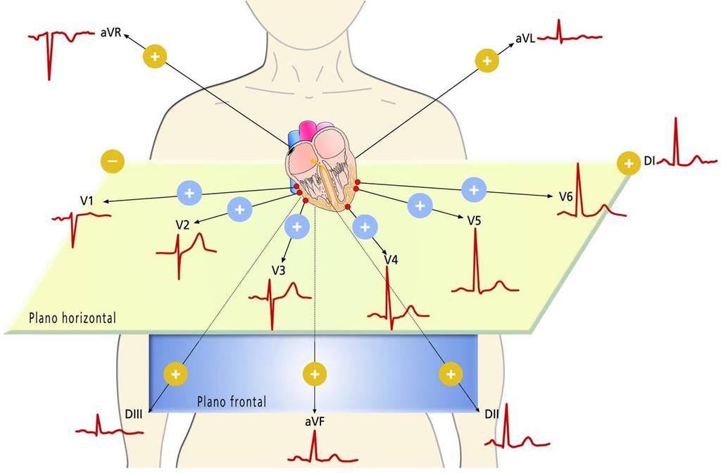 Caras eléctricas del corazón Las derivaciones permiten valorar distintas áreas cardiacas.