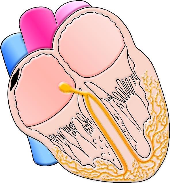 El ECG proporciona información clave del corazón 1. Orientación del corazón en el tórax. 2. Masa de músculo cardiaco. 3.