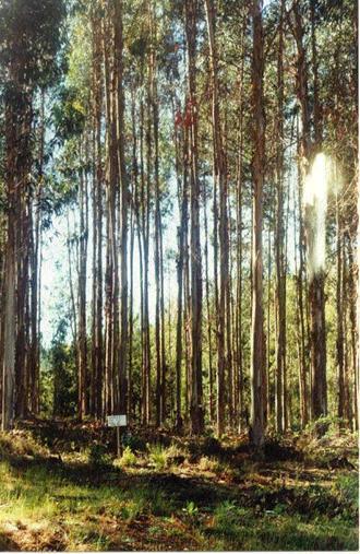 Introducción Eucalyptus globulus es la especie predominante (aprox.