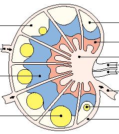 Estructura de un ganglio linfárco Area corrcal (predominio cél. B y Mφ) Ag Área medular Mφ, cél.