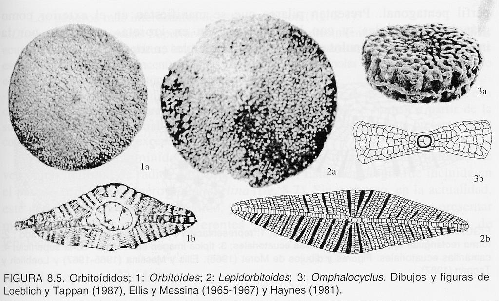 Orbitoididae Maastrichtiense axial Forma bicóncava Camarillas