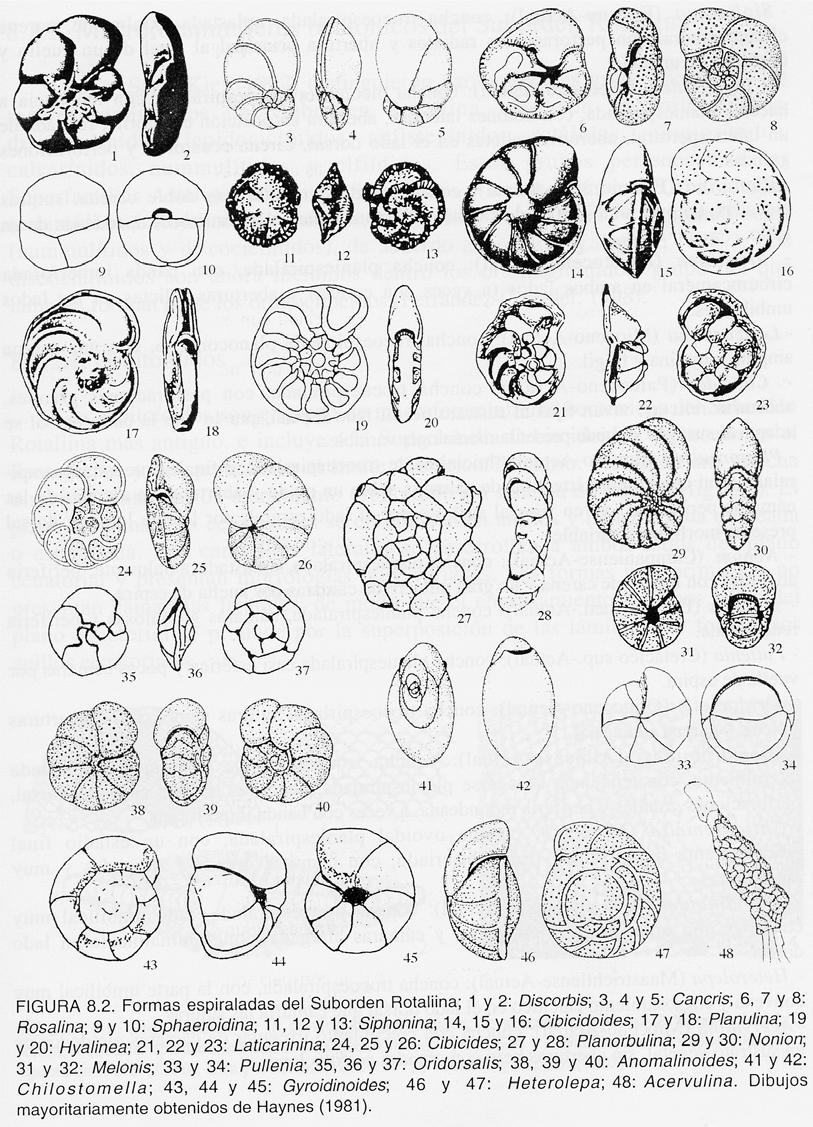 Microforaminíferos espiralados Rotaliina Hyalinea: planiespiralada con carena Nonion: planiespiralada con un elevado número de cámaras Oridorsalis: