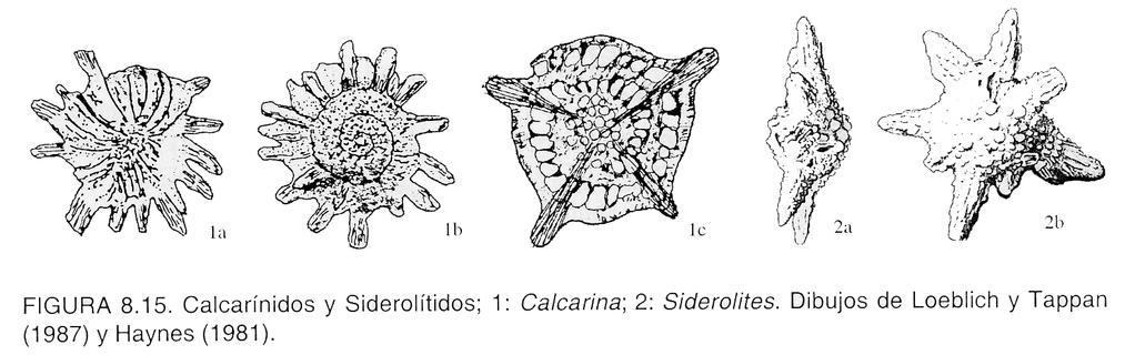 Calcarinidae gruesas espinas Las espinas tienen continuidad en su interior en gruesos