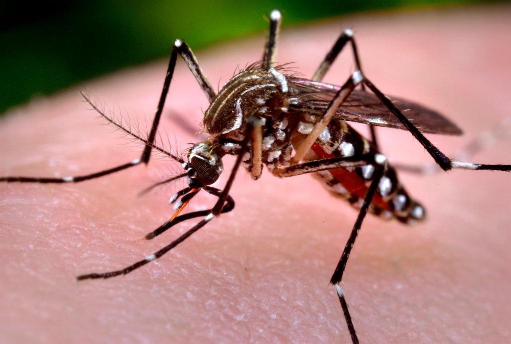 DIFERENCIA ENTRE Aedes aegypi y