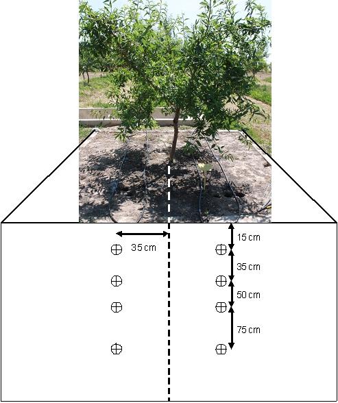 2.- Determinación de las Necesidades Hídricas del Cultivo Para conocer la extracción real de agua por parte de la planta, se realizó un análisis del balance de agua en el suelo en árboles regados a