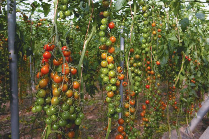 Katalina La variedad referencia por su calidad y producción en todos los países y zonas de cultivos de cherry.