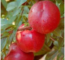 Se trata de la variedad de referencia N 1, la variedad de nectarina más plantada en el mundo.